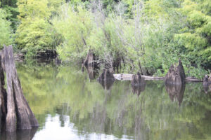 Dead Lakes